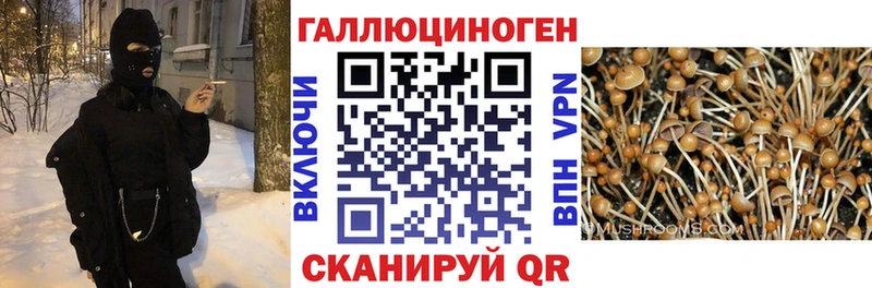 Галлюциногенные грибы Psilocybine cubensis  Щучье 